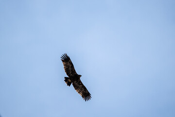 A steppe eagle in its natural habitat in the Altai steppes on an autumn day