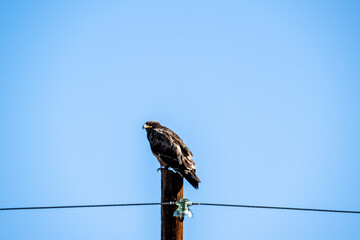 A steppe eagle in its natural habitat in the Altai steppes on an autumn day