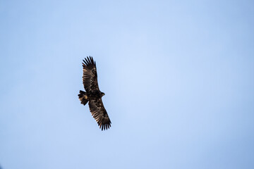 A steppe eagle in its natural habitat in the Altai steppes on an autumn day