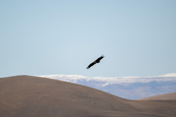 A steppe eagle in its natural habitat in the Altai steppes on an autumn day