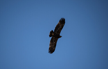 A steppe eagle in its natural habitat in the Altai steppes on an autumn day