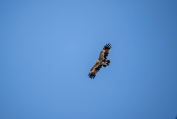 A steppe eagle in its natural habitat in the Altai steppes on an autumn day
