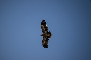 A steppe eagle in its natural habitat in the Altai steppes on an autumn day