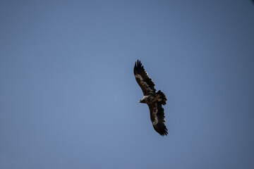 A steppe eagle in its natural habitat in the Altai steppes on an autumn day