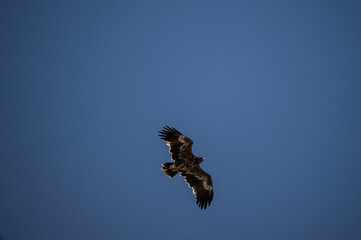 A steppe eagle in its natural habitat in the Altai steppes on an autumn day