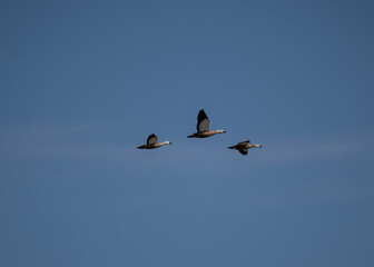 Wild ducks in the wild on the Altai steppes on an autumn day