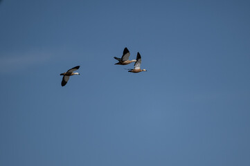 Wild ducks in the wild on the Altai steppes on an autumn day