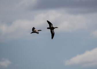 Wild ducks in the wild on the Altai steppes on an autumn day