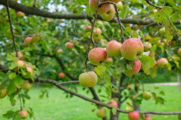 A tree with many apples hanging from its branches Some of the apples are red and some are green There are also green leaves on the tree