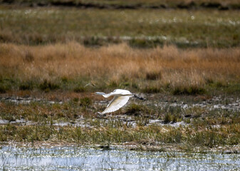 A grey heron in its natural habitat in the Altai steppes on an autumn day