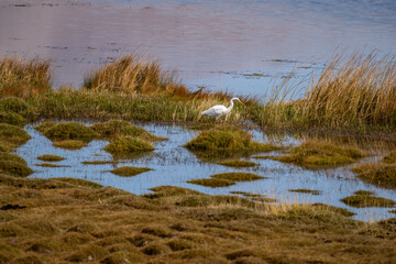A grey heron in its natural habitat in the Altai steppes on an autumn day