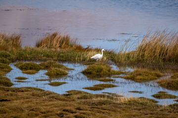 A grey heron in its natural habitat in the Altai steppes on an autumn day
