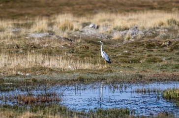 A grey heron in its natural habitat in the Altai steppes on an autumn day