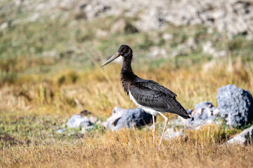 A black stork near a river on a sunny autumn day in Altai