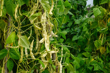 A close view of green leaves and yellowish beans hanging from a support The plants are growing in a garden setting