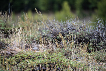 A beautiful bird in its natural habitat in the Altai steppes on an autumn day