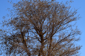 Bare tree branches against sky. Leafless tree with brown branches reaching up to the blue sky.