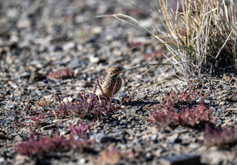 A beautiful bird in its natural habitat in the Altai steppes on an autumn day