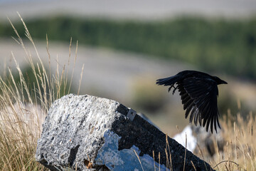 A beautiful bird in its natural habitat in the Altai steppes on an autumn day