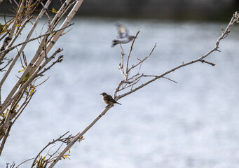 A beautiful bird in its natural habitat in the Altai steppes on an autumn day