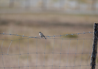 A beautiful bird in its natural habitat in the Altai steppes on an autumn day