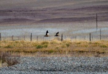 A beautiful bird in its natural habitat in the Altai steppes on an autumn day