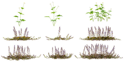 Collection of Ajuga,Anemone plants on transparent background