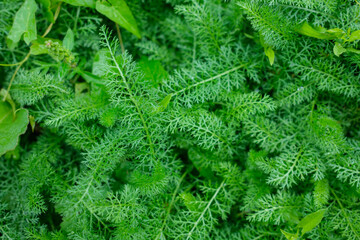 Close up shot of green plant with many leaves The image is focused on one particular green plant with other foliage mixed in with the frame filling