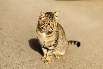 A striped tabby cat sits on the pavement in sunlight