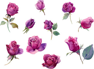 pink roses on white background