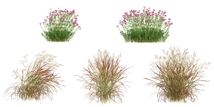 Collection of panicum,dianthus plants on transparent background