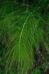 A close up shows a cluster of slender green plants with segmented stalks against a backdrop of similar green foliage filling the frame with natural textures