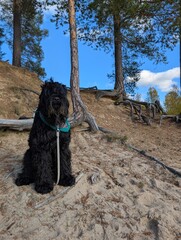 A black Russian terrier sits on a river beach