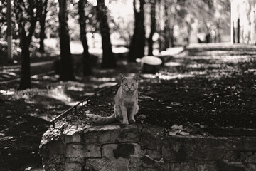 Obraz premium A ginger cat captured in monochrome, standing on a stone wall in a park