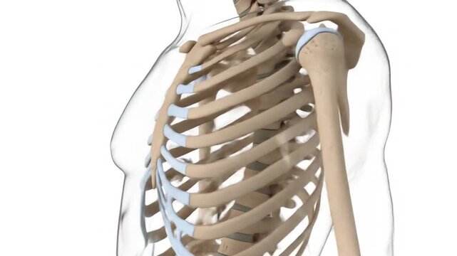 Anatomical illustration of the human rib cage and shoulder joint, showcasing the skeletal structure of the upper torso.