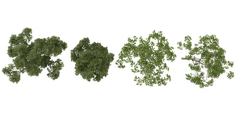 Fototapeta premium set of Cyclobalanopsis,Eucalyptus trees on transparent background from the top view