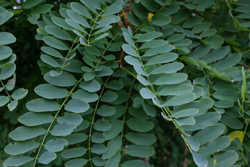 Close up of leaves The leaves are green and arranged in a row Some of the leaves are in focus while others are slightly out of focus due to the shallow depth of field