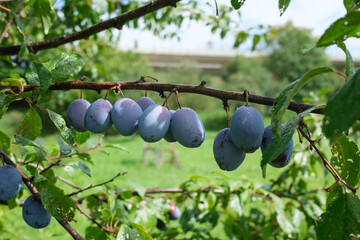 Fruit hangs from a tree branch with a grassy background The fruit is a blue color and covered in water drops There are green leaves on the tree branch © Boragoo