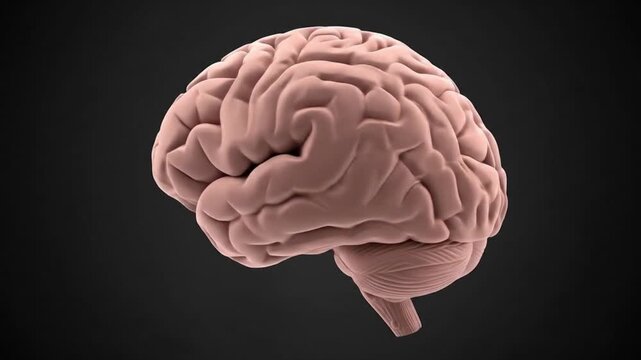 A realistic 3D rendering of the human brain, showcasing its intricate folds and convolutions against a dark background.