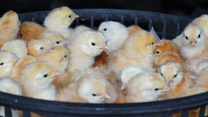 Fluffy Baby Chicks in Group - Newborn Yellow Chicks in Poultry Hatchery - Day-Old Golden Brown Chicks in Basket – Close-Up Poultry Farming Concept - Cute Farm Baby Chicks photo