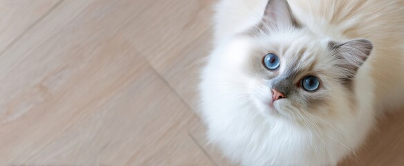 The cat with striking blue eyes and fluffy white fur on wooden floor