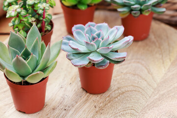 Florist at work: woman shows how to make cute home decorations with succulent plants. Step by step, tutorial.
