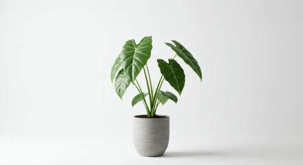 Isolated potted plant with vibrant green leaves against a clean transparent backdrop
