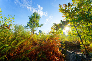 Denecourt path 14 in the Cassepot Rock. Fontainebleau forest
