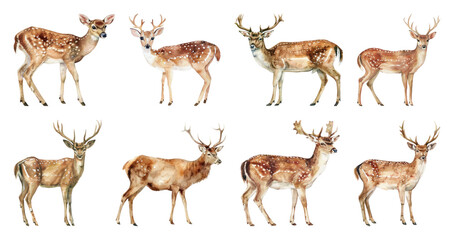 PNG Majestic deer in natural habitat, element set on transparent background