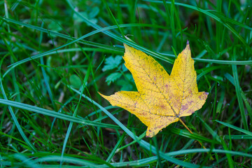 Yellow maple leaf laying on green grass