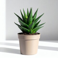 Fototapeta premium Haworthia succulent plant in pot indoor houseplant green leaves gardening