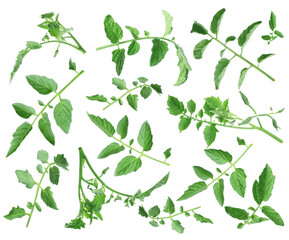Tomato plant branches with green leaves isolated on white, set