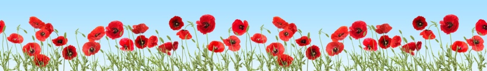 Bright red poppy flowers under blue sky, banner design