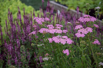 Obraz premium Pink Achillea millefolium flowers blooming with purple Salvia nemorosa in background.